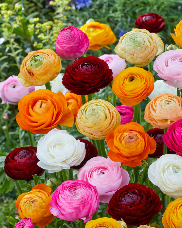 Ranunculus 'Ardèche Mix'