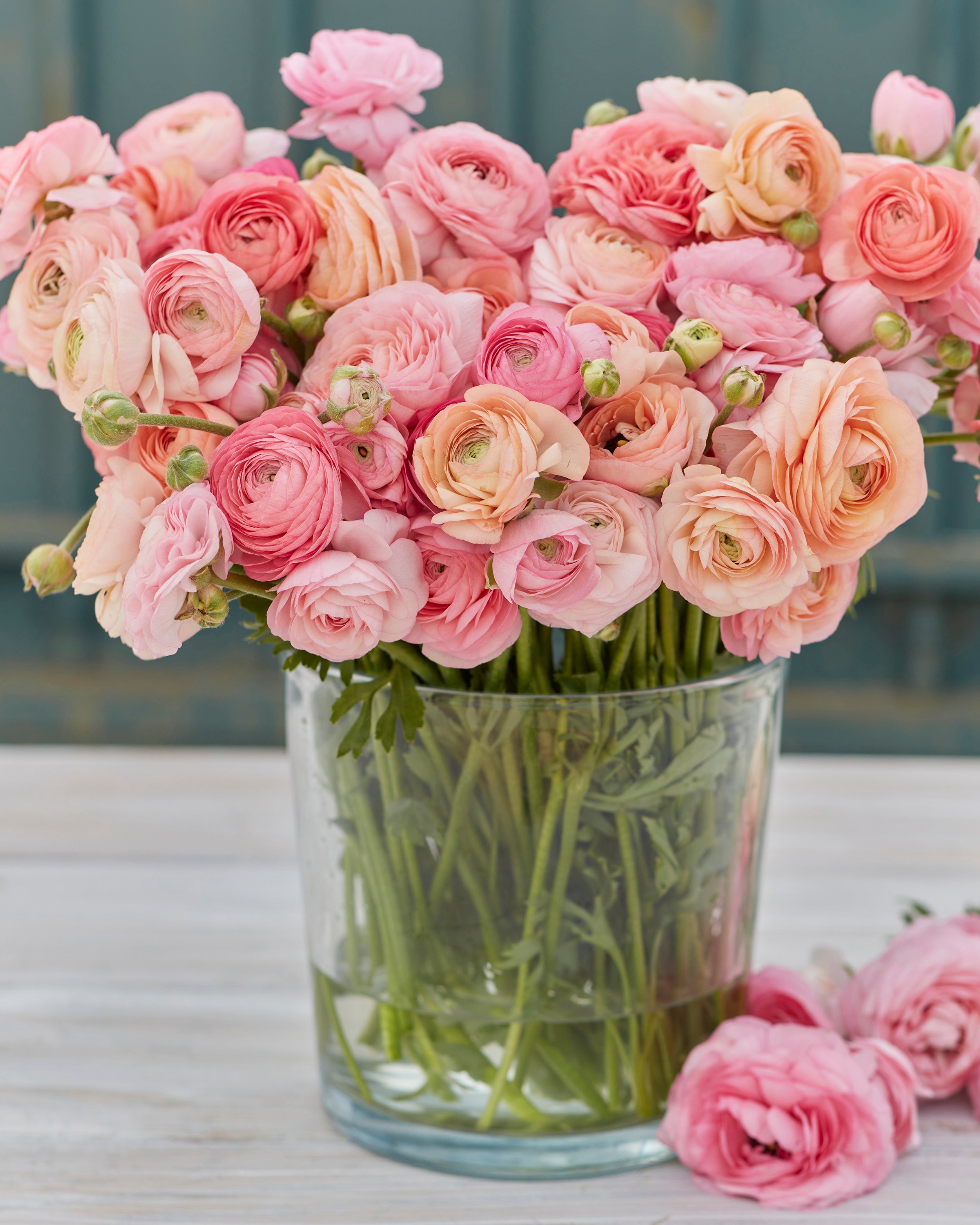 French Ranunculus 'Amandine Pastel Pink' bulbs — Buy online at Farmer ...