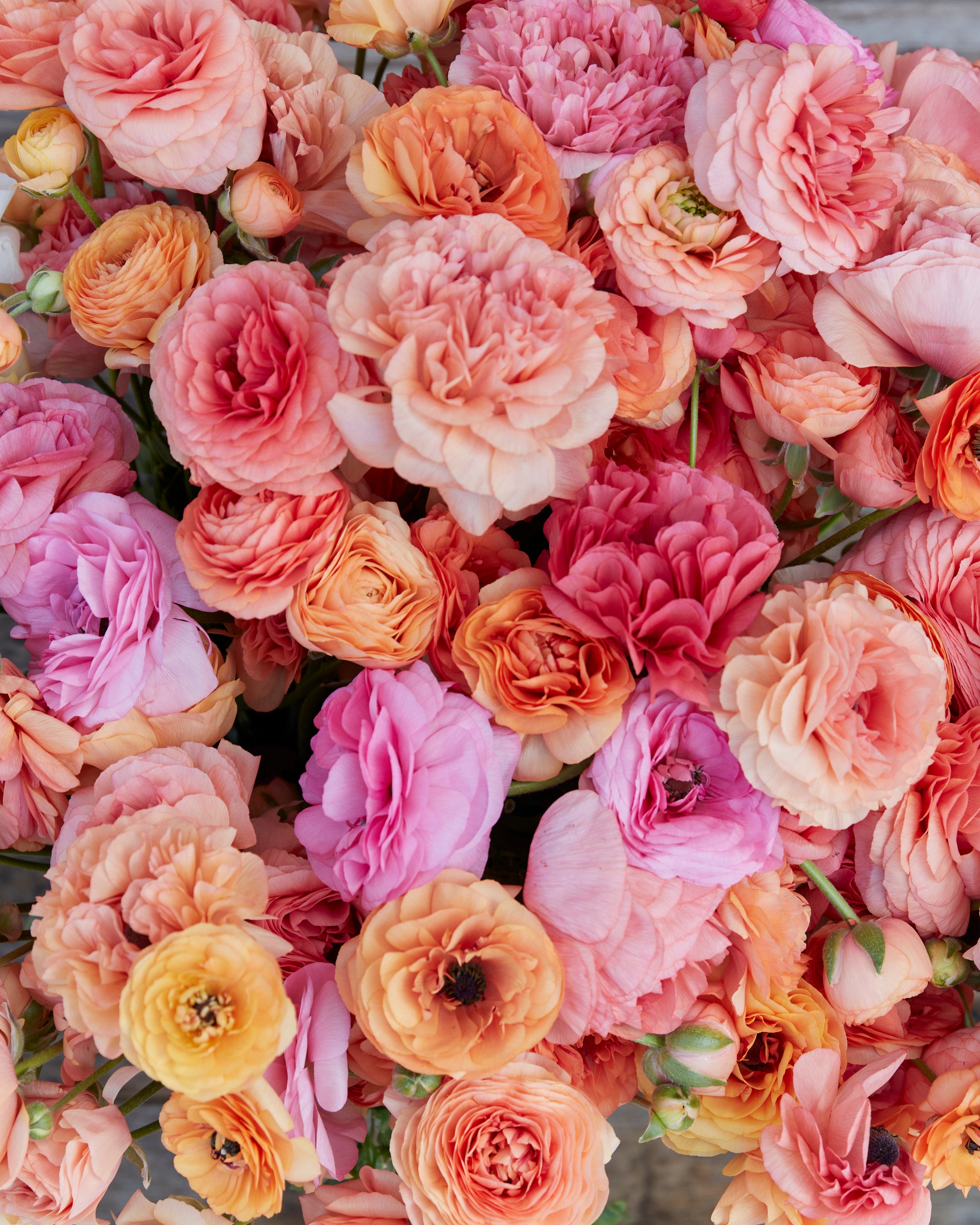 Pauline Ranunculus French Ranunculus 'Pauline Champagne' bulbs | Buy online at Farmer Gracy UK