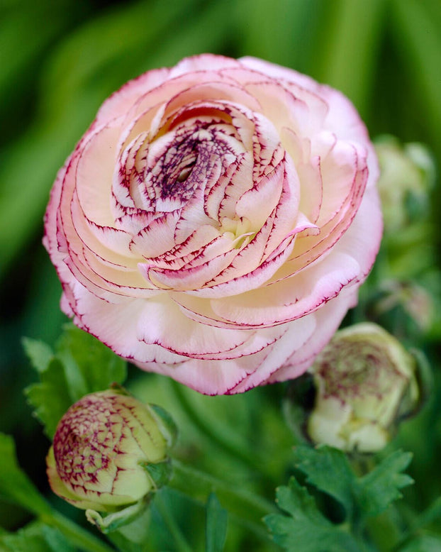 Ranunculus 'Picotee Pink'