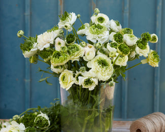 Ranunculus 'Super Green White'