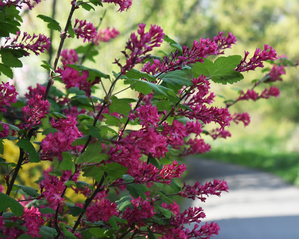 Ribes 'King Edward VII'