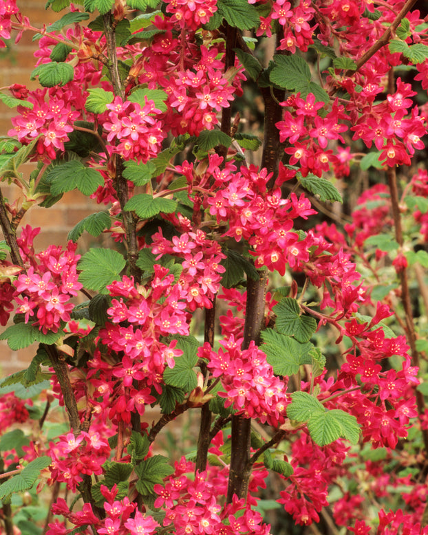 Ribes 'King Edward VII'