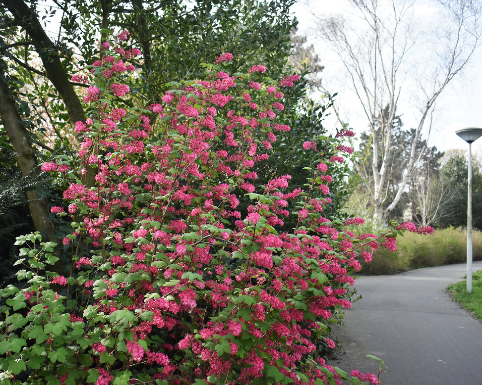 Ribes 'King Edward VII'