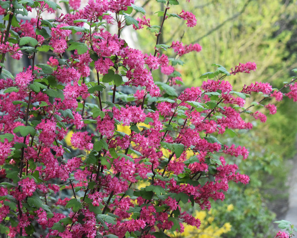 Ribes 'King Edward VII'