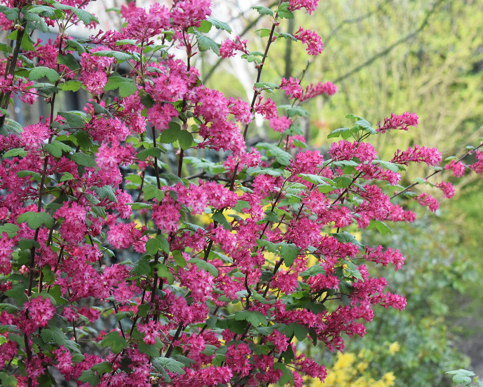 Ribes 'King Edward VII'