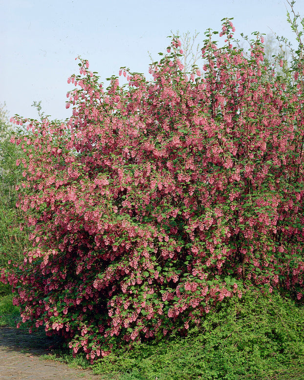 Ribes 'King Edward VII'