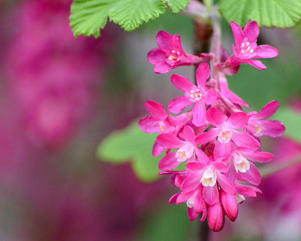 Ribes 'King Edward VII'