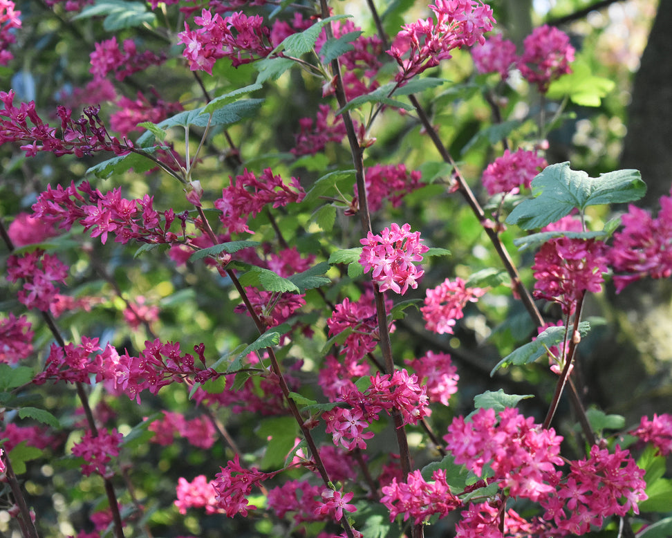Ribes 'King Edward VII'