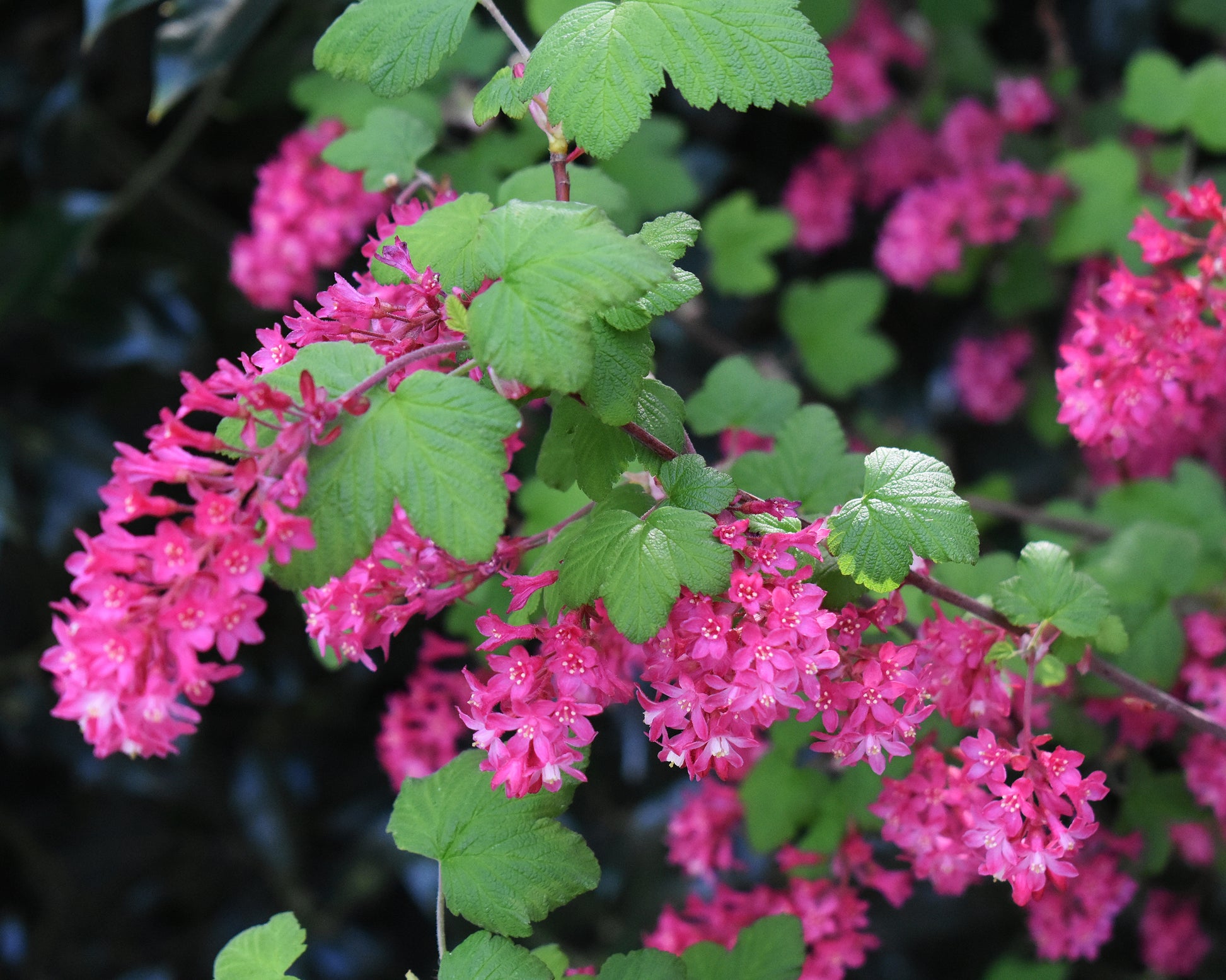Ribes sanguineum 'King Edward VII' bare roots | Buy flowering currant ...