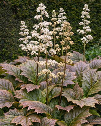 Rodgersia 'Braunlaub'