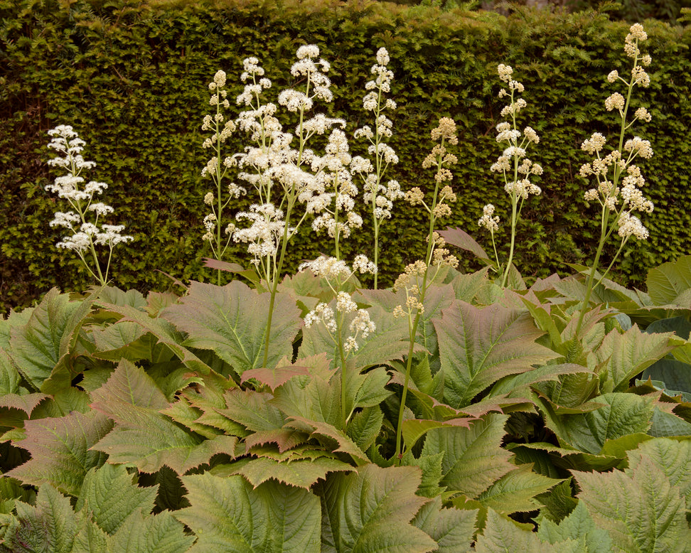 Rodgersia 'Braunlaub'