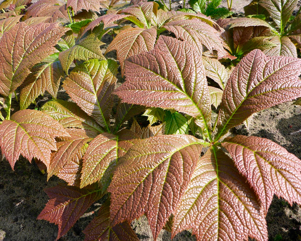 Rodgersia 'Braunlaub'