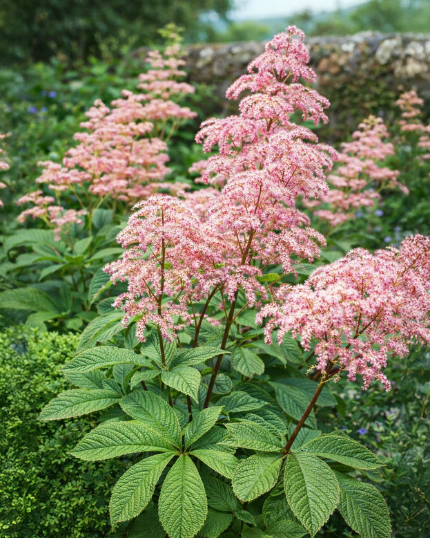 Rodgersia 'Elegans'