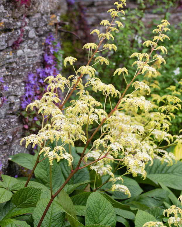 Rodgersia 'Elegans'