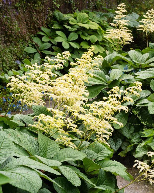 Rodgersia 'Elegans'