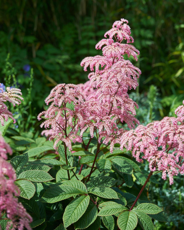 Rodgersia 'Elegans'