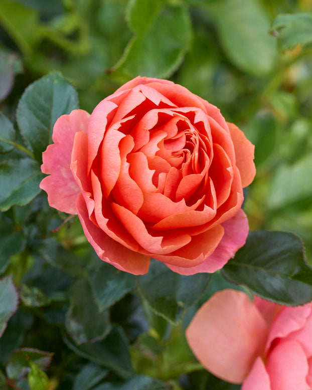 Rosa 'Isn't she Beautiful'