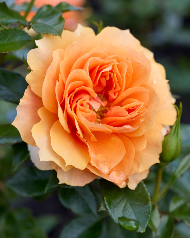 Rosa 'Isn't she Beautiful'