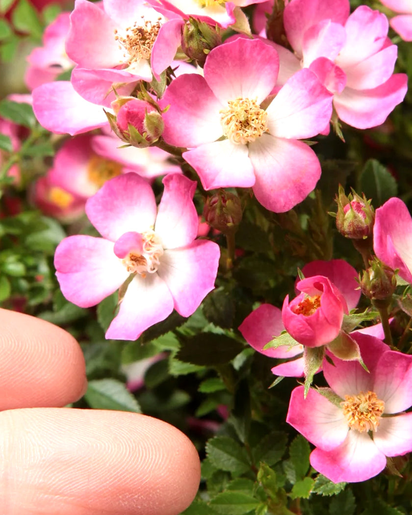 Rosa 'Cutie Pie' bare roots — Buy miniature rose online at Farmer Gracy UK
