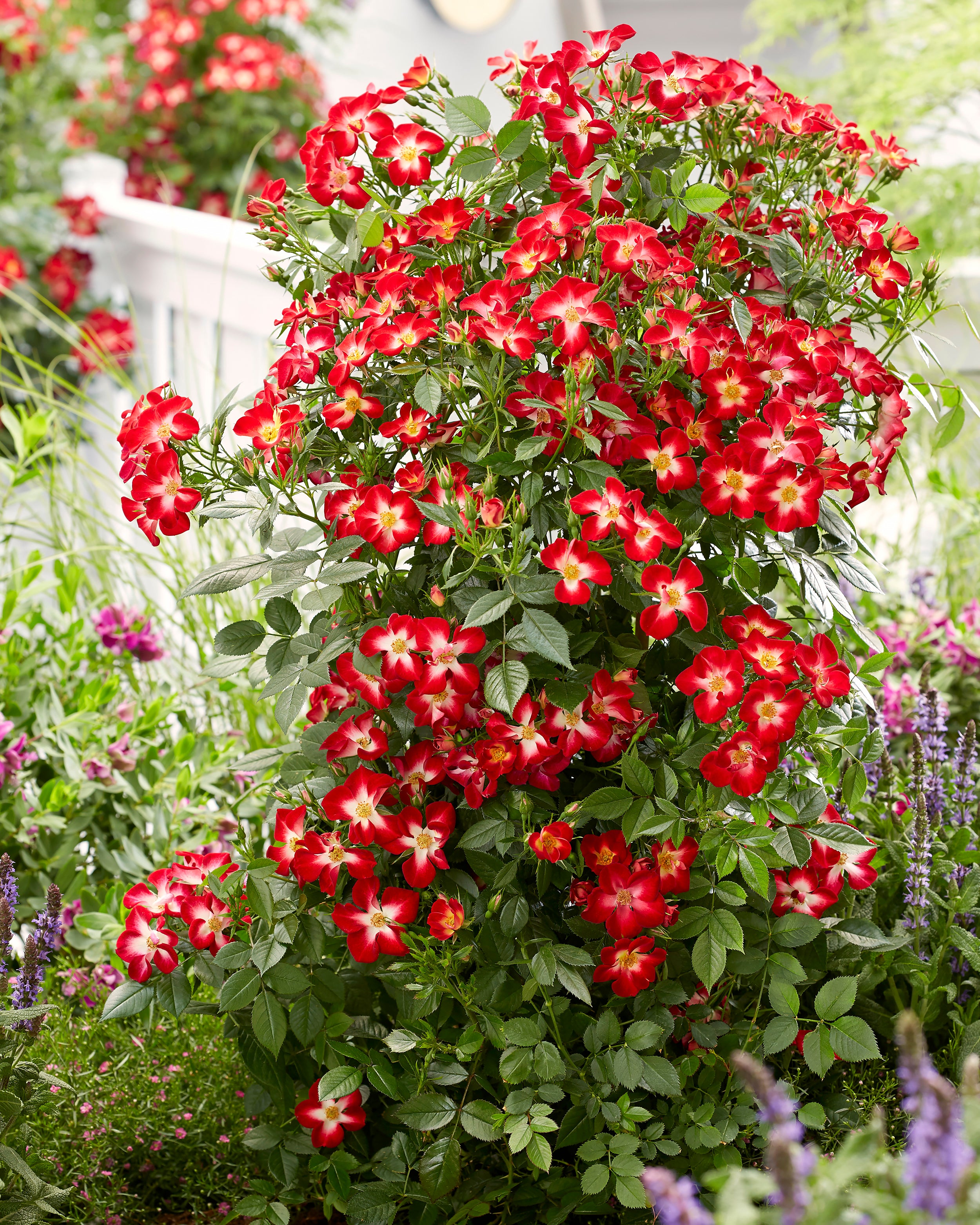 Rosa 'Everglow Ruby' bare roots — Buy red roses online at Farmer Gracy UK