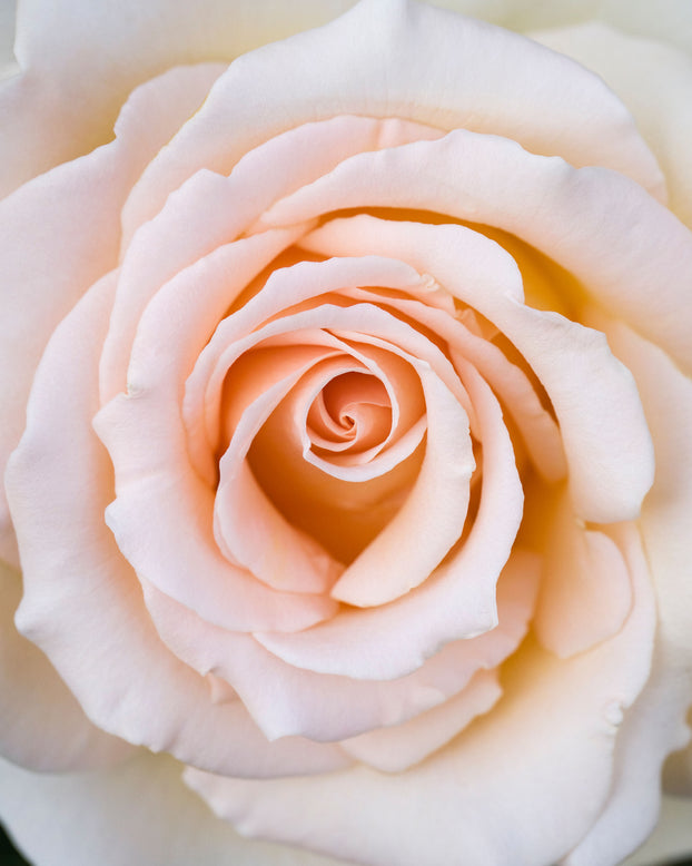 Rosa 'Isn't She Lovely'