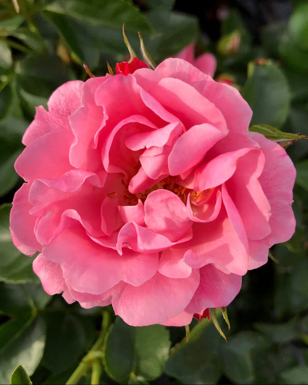 Rosa 'Isn't She Precious'