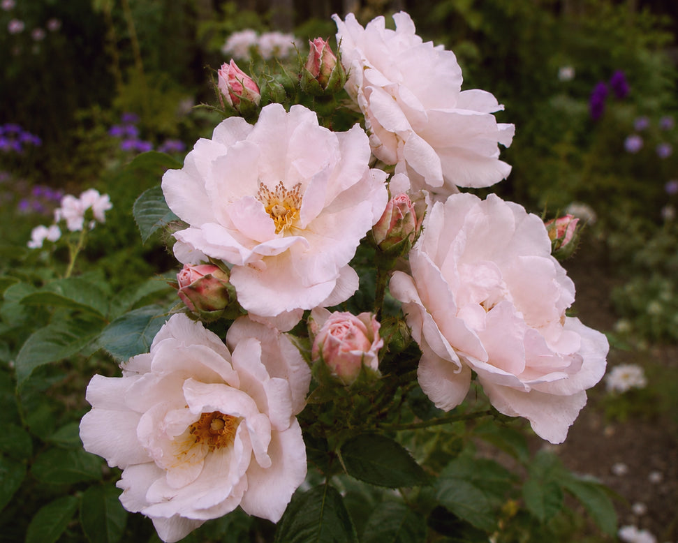 Rosa 'Isn't She Pretty'