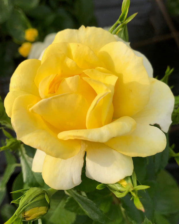 Rosa 'Isn't She Wonderful'