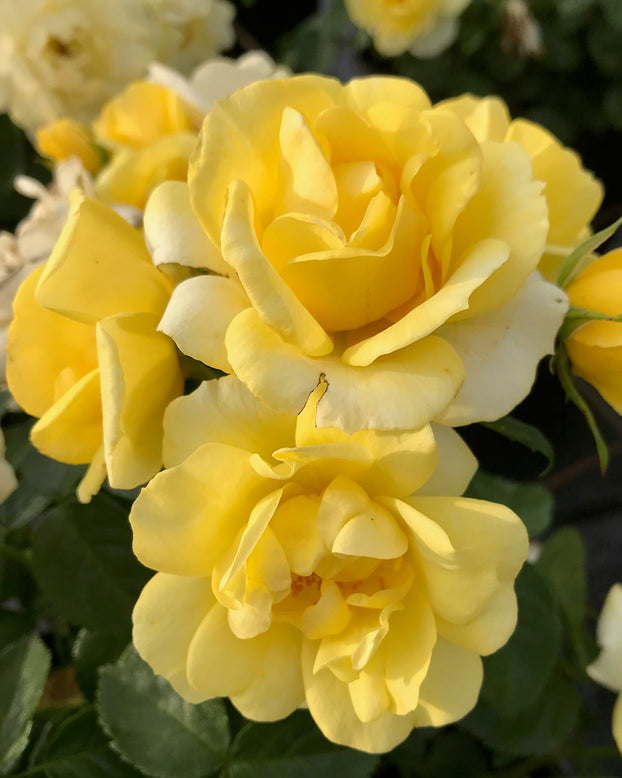 Rosa 'Isn't She Wonderful'