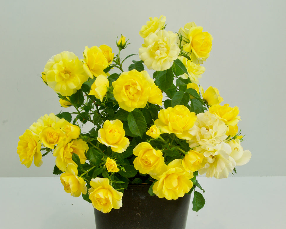 Rosa 'Isn't She Wonderful'