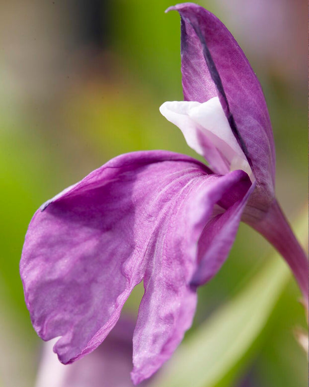 Roscoea purpurea