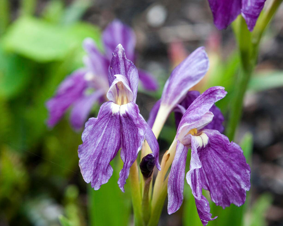 Roscoea purpurea