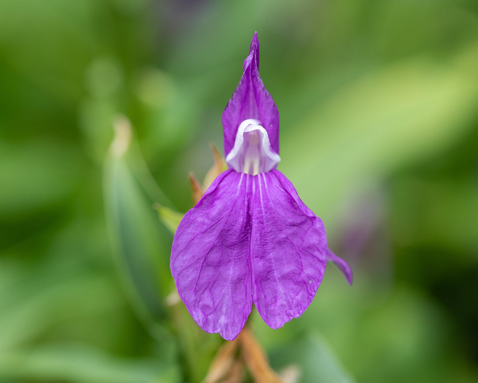 Roscoea purpurea