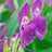 Roscoea