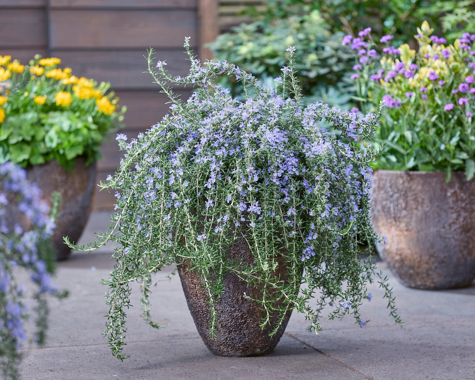 Rosmarinus 'Blue Cascade'