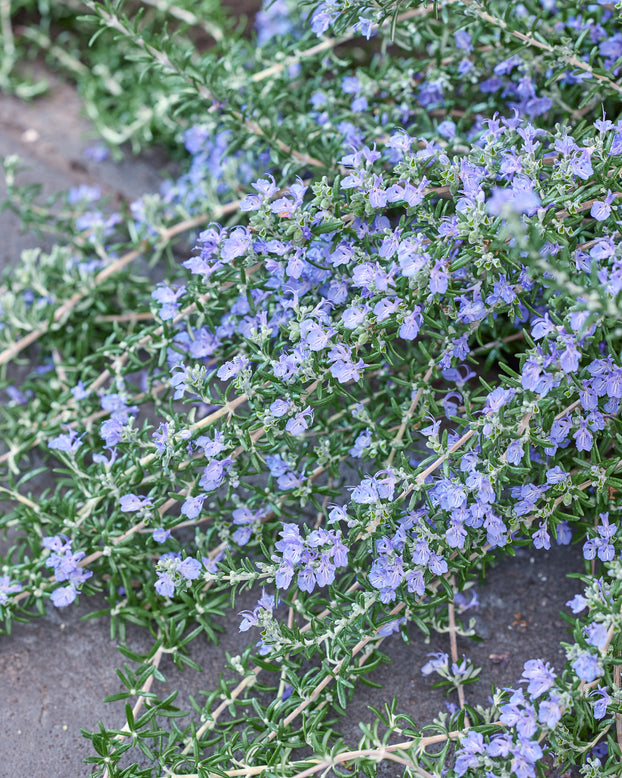 Rosmarinus 'Blue Cascade'