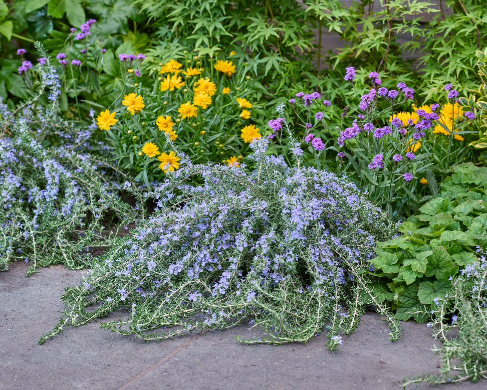 Rosmarinus 'Blue Cascade'