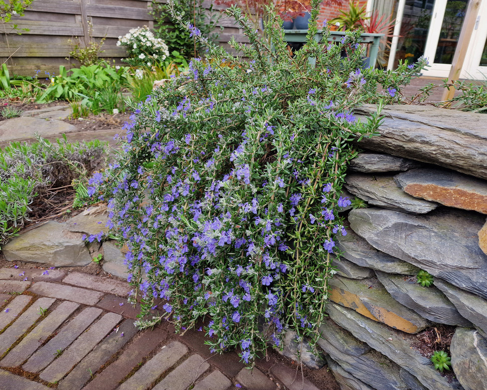 Rosmarinus 'Blue Cascade'