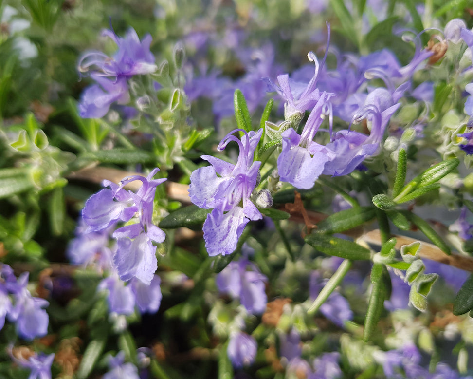Rosmarinus 'Blue Cascade'