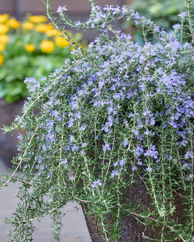 Rosmarinus 'Blue Cascade'
