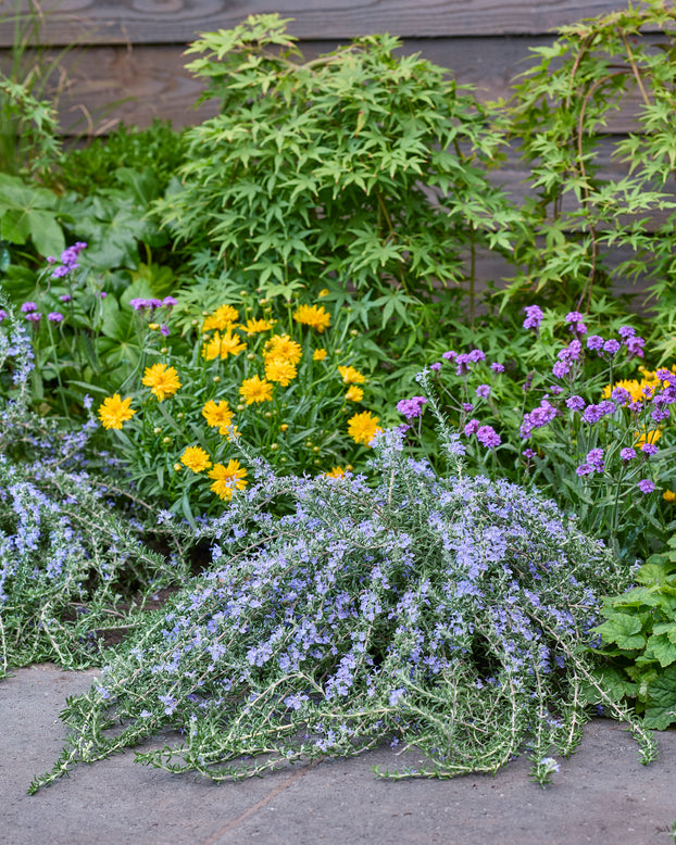 Rosmarinus 'Blue Cascade'
