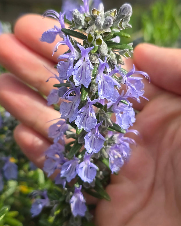 Rosemary plant