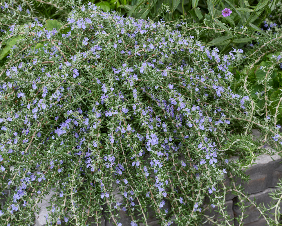 Rosmarinus 'Blue Cascade'