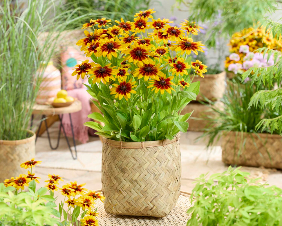Rudbeckia 'MiniBeckia Flame'