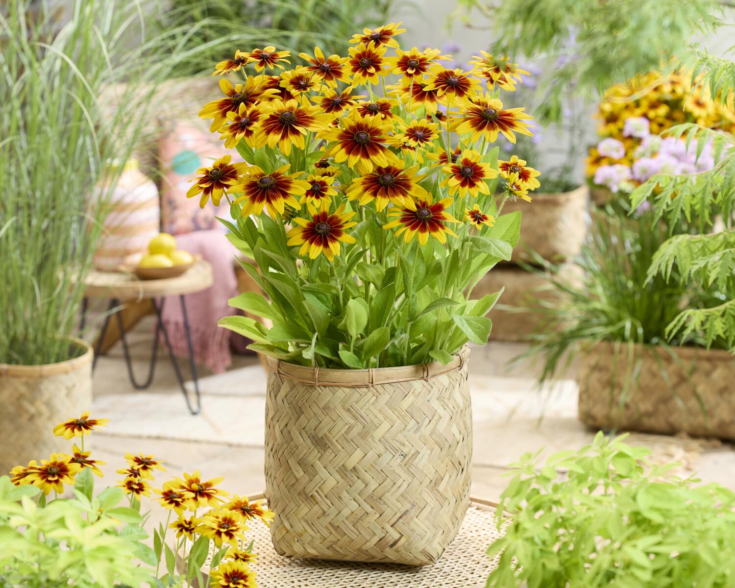 Rudbeckia 'MiniBeckia Flame' bare roots | Buy Black-eyed Susan online ...