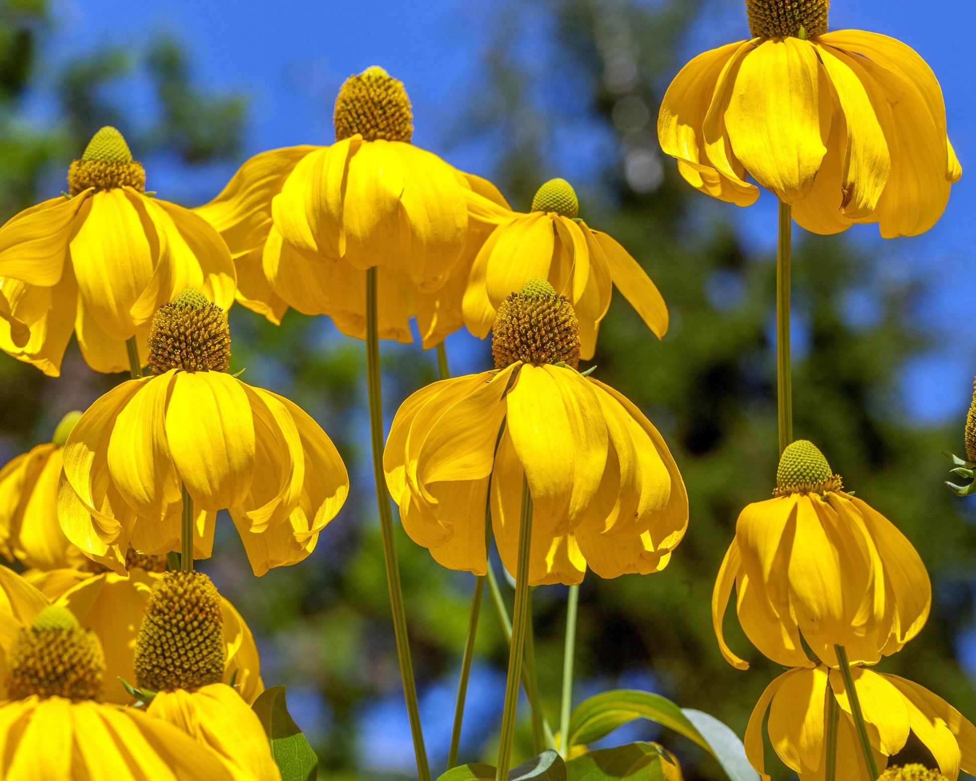 Rudbeckia laciniata 'Herbstsonne' bare roots | Buy coneflowers online ...
