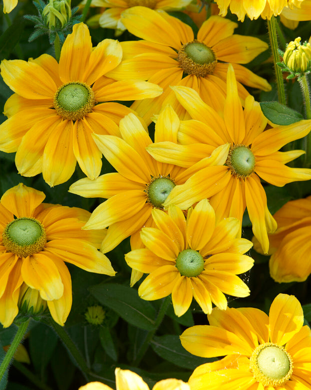 Rudbeckia 'Prairie Sun'