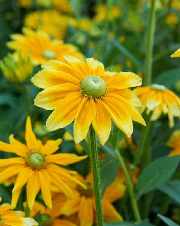Rudbeckia 'Prairie Sun'