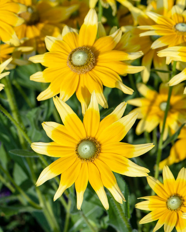 Rudbeckia 'Prairie Sun'